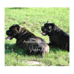 Amiben a kutyák jobbak